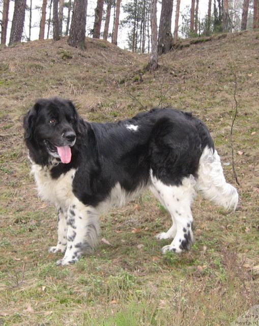 Фото: ньюфаундленд YUnona (Юнона)