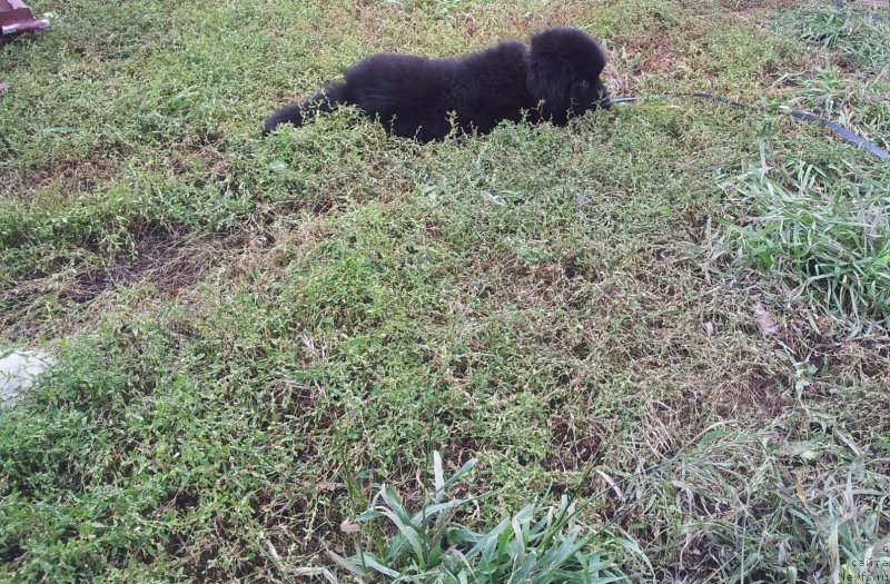 Фото: ньюфаундленд Super Premium N'yu-York (Супер Премиум Нью-Йорк)