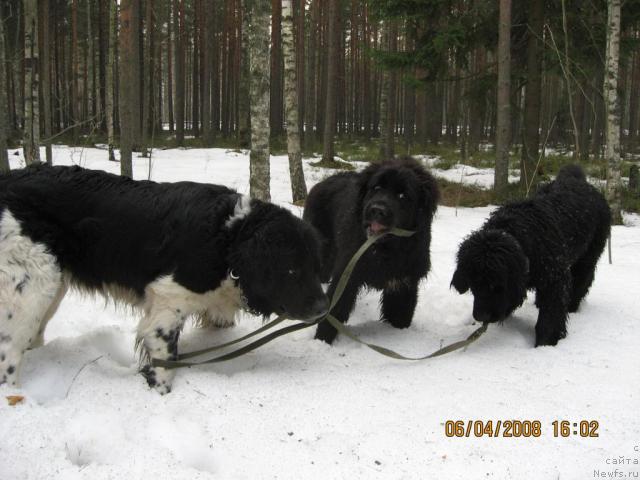 Фото: ньюфаундленд YUnona (Юнона), ньюфаундленд Bessi Vechernyaya Zvezda (Бесси Вечерняя Звезда), Барби пока не внесли в базу