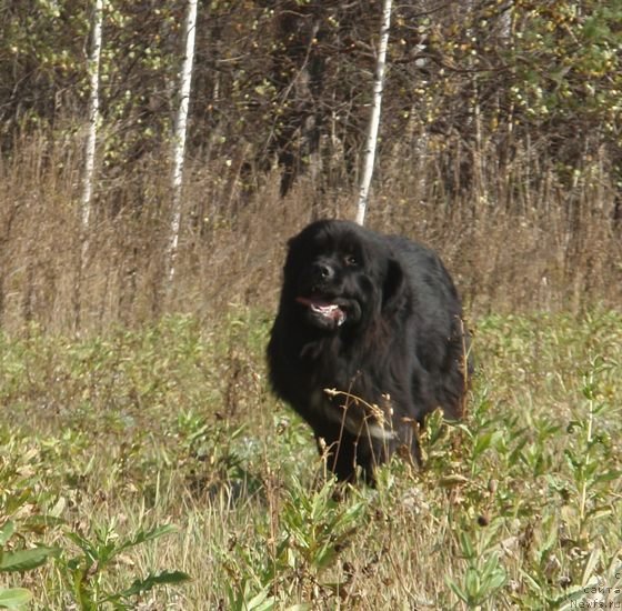 Фото: ньюфаундленд Promise To Love Midnight Bear (Promise To Love Midnight Bear)