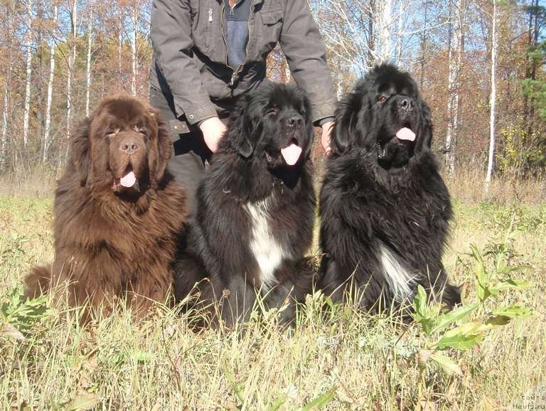 Фото: ньюфаундленд Super Premium Brabus (Супер Премиум Брабус), ньюфаундленд King of Helluland I'm Precious, ньюфаундленд Promise To Love Midnight Bear (Promise To Love Midnight Bear)
