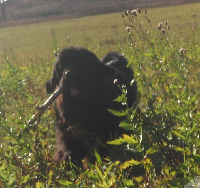 Фото: ньюфаундленд Promise To Love Midnight Bear (Promise To Love Midnight Bear)