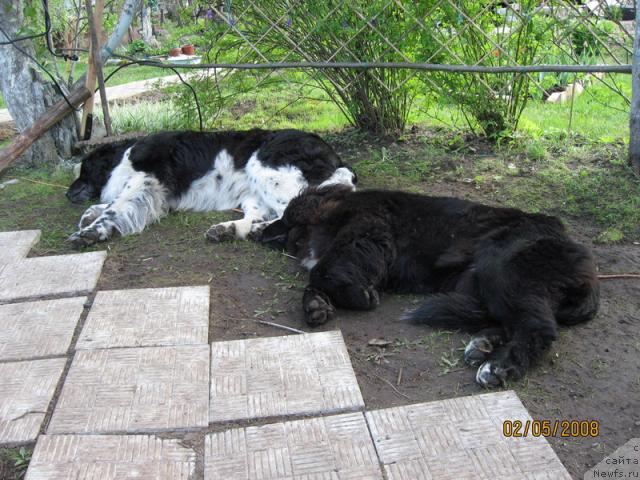 Фото: ньюфаундленд YUnona (Юнона), Барби