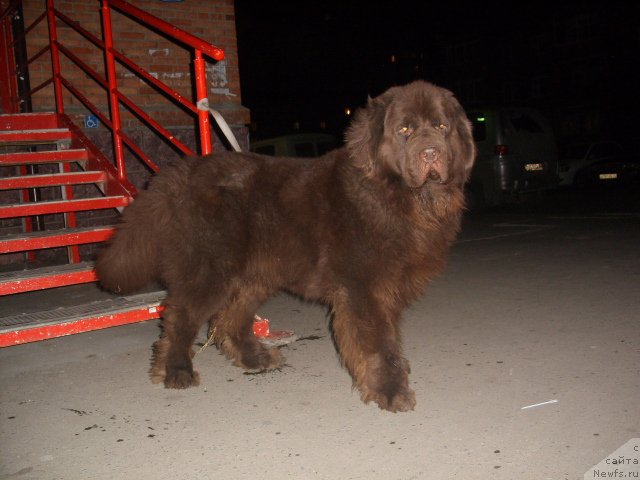 Фото: ньюфаундленд CHernyiy SHarm Amber Best Dog FO Marleon (Черный Шарм Амбер Бест Дог ФО Марлеон)