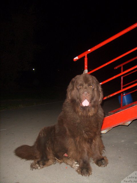 Фото: ньюфаундленд CHernyiy SHarm Amber Best Dog FO Marleon (Черный Шарм Амбер Бест Дог ФО Марлеон)