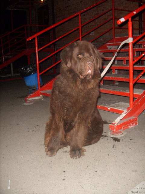 Фото: ньюфаундленд CHernyiy SHarm Amber Best Dog FO Marleon (Черный Шарм Амбер Бест Дог ФО Марлеон)