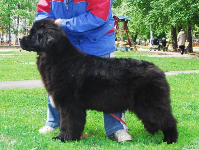 Фото: ньюфаундленд Sent Djons Nirvana (Сент Джонс Нирвана)