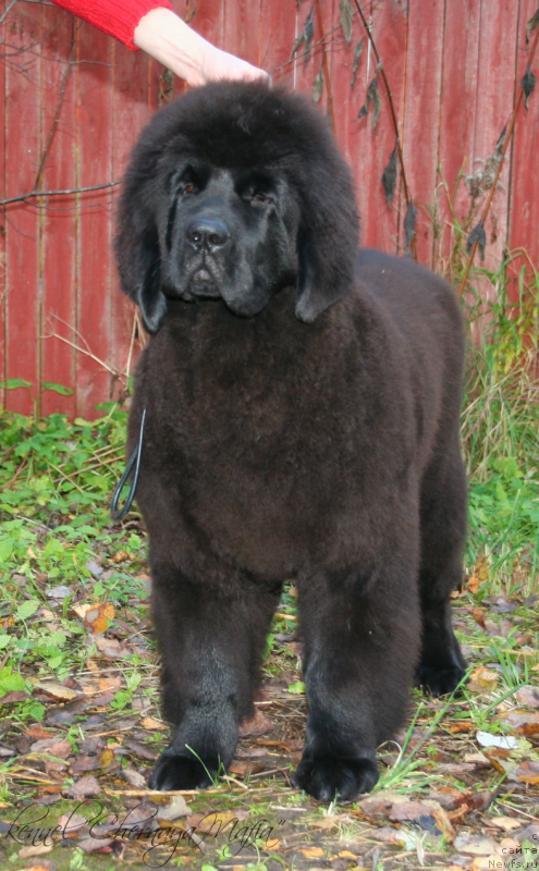 Фотография № 136371