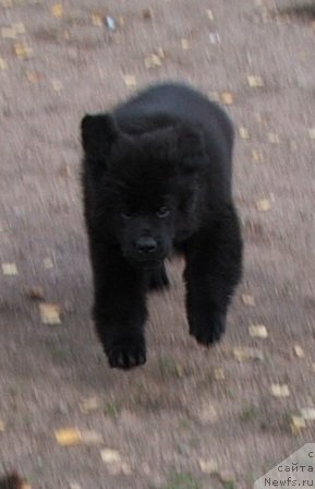 Фото: ньюфаундленд Plushevaya Panda Schakira Boginja Sveta (Плюшевая Панда Шакира Богиня Света)