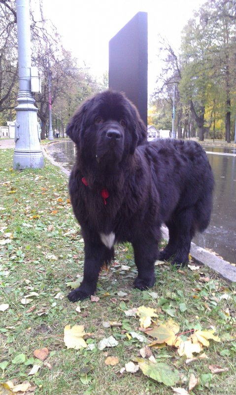 Фото: ньюфаундленд Sent Djons Gvendolin Glorius Garden (Сент Джонс Гвендолин Глориус Гарден)