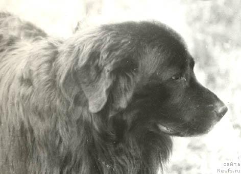Фото: ньюфаундленд Lu Dan (Лу Дан)