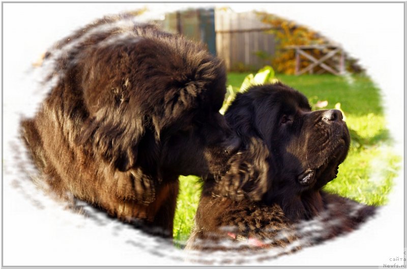 Фото: ньюфаундленд Pitern'yuf CHabot Armagnak (Питерньюф Чабот Армагнак), ньюфаундленд Tsentr Mirozdaniya iz Arkaima (Центр Мироздания из Аркаима)