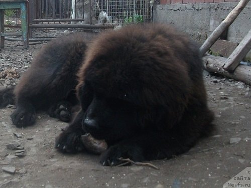 Фото: ньюфаундленд Ledi Fortuna Konstanta (Леди Фортуна Константа)