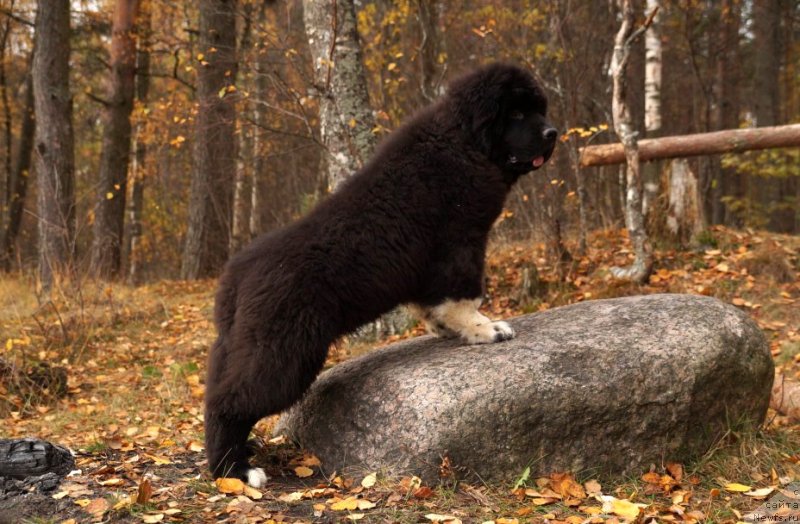Фото: ньюфаундленд Piternyuf Omnia Vincet Amor (Питерньюф Омниа Винсет Амор)
