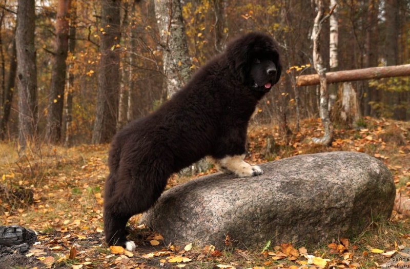 Фото: ньюфаундленд Piternyuf Omnia Vincet Amor (Питерньюф Омниа Винсет Амор)