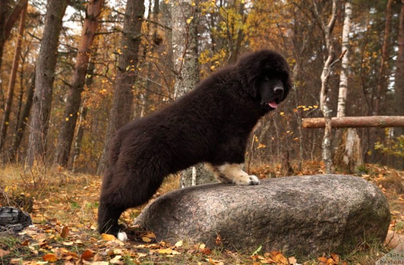 Фото: ньюфаундленд Piternyuf Omnia Vincet Amor (Питерньюф Омниа Винсет Амор)