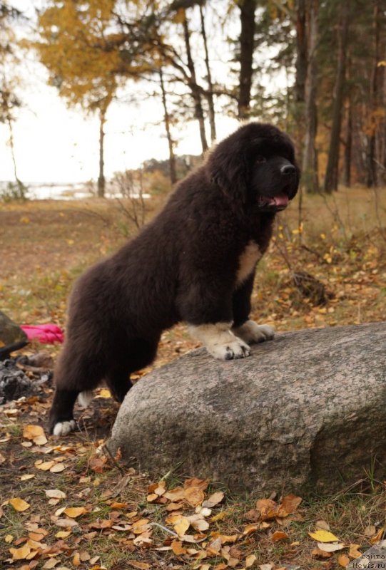 Фото: ньюфаундленд Piternyuf Omnia Vincet Amor (Питерньюф Омниа Винсет Амор)