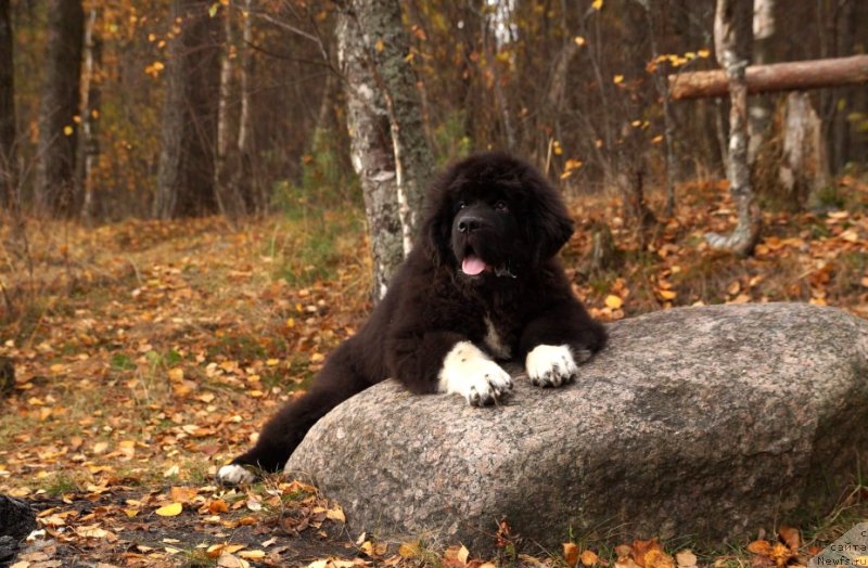 Фото: ньюфаундленд Piternyuf Omnia Vincet Amor (Питерньюф Омниа Винсет Амор)