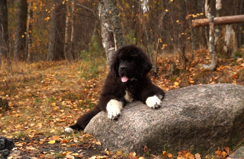 Фото: ньюфаундленд Piternyuf Omnia Vincet Amor (Питерньюф Омниа Винсет Амор)