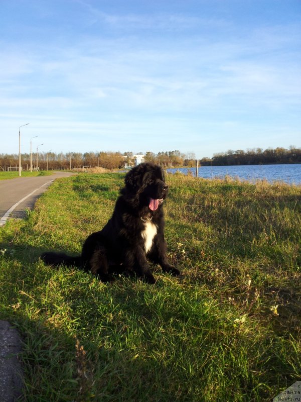 Фото: ньюфаундленд Dark Pride Van Gogh (Дак Прайд Ван Гог)