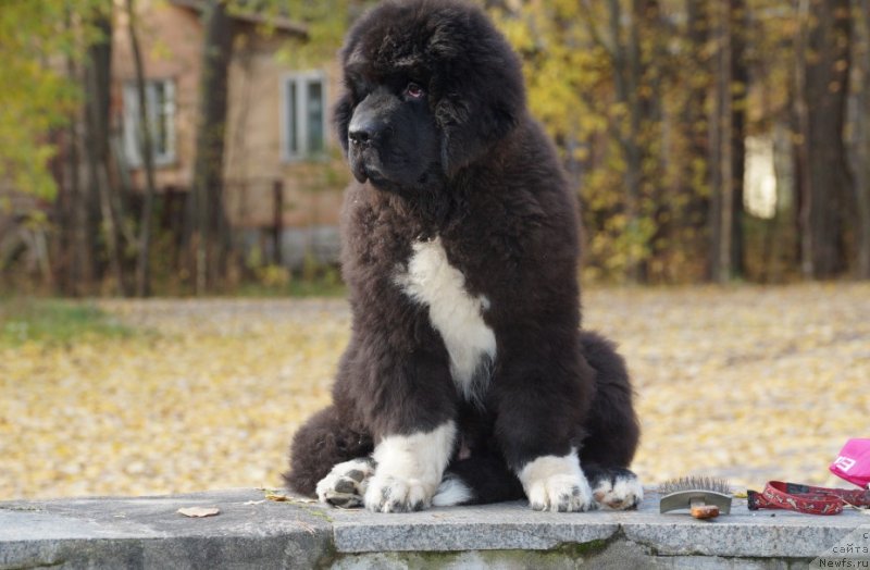 Фото: ньюфаундленд Piternyuf Omnia Vincet Amor (Питерньюф Омниа Винсет Амор)