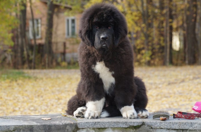 Фото: ньюфаундленд Piternyuf Omnia Vincet Amor (Питерньюф Омниа Винсет Амор)