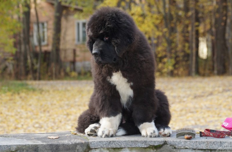 Фото: ньюфаундленд Piternyuf Omnia Vincet Amor (Питерньюф Омниа Винсет Амор)