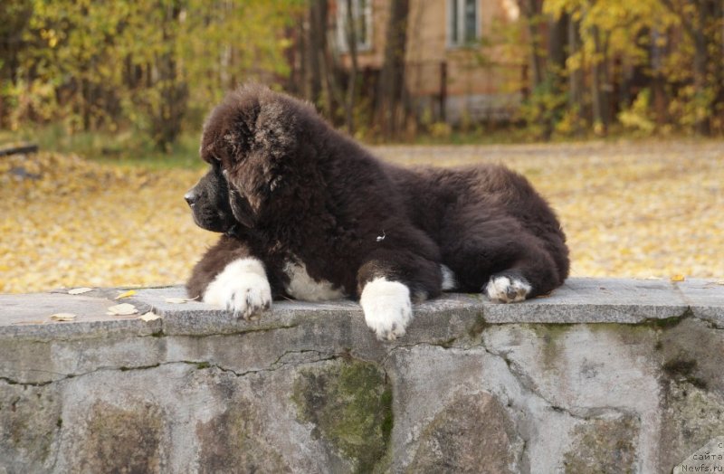 Фото: ньюфаундленд Piternyuf Omnia Vincet Amor (Питерньюф Омниа Винсет Амор)