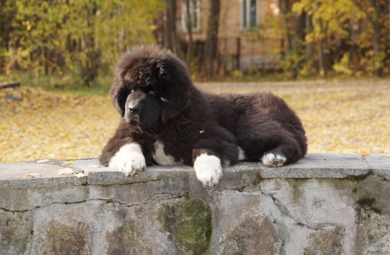 Фото: ньюфаундленд Piternyuf Omnia Vincet Amor (Питерньюф Омниа Винсет Амор)
