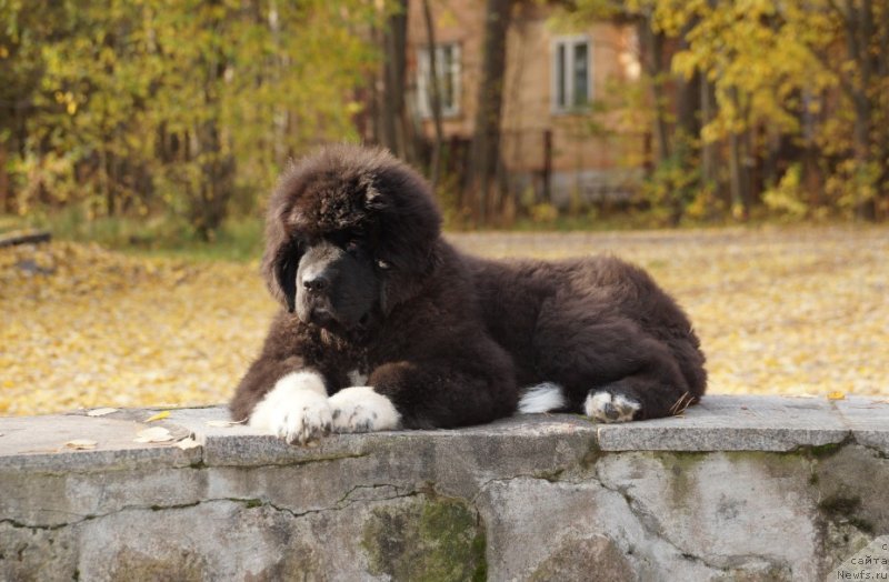 Фото: ньюфаундленд Piternyuf Omnia Vincet Amor (Питерньюф Омниа Винсет Амор)