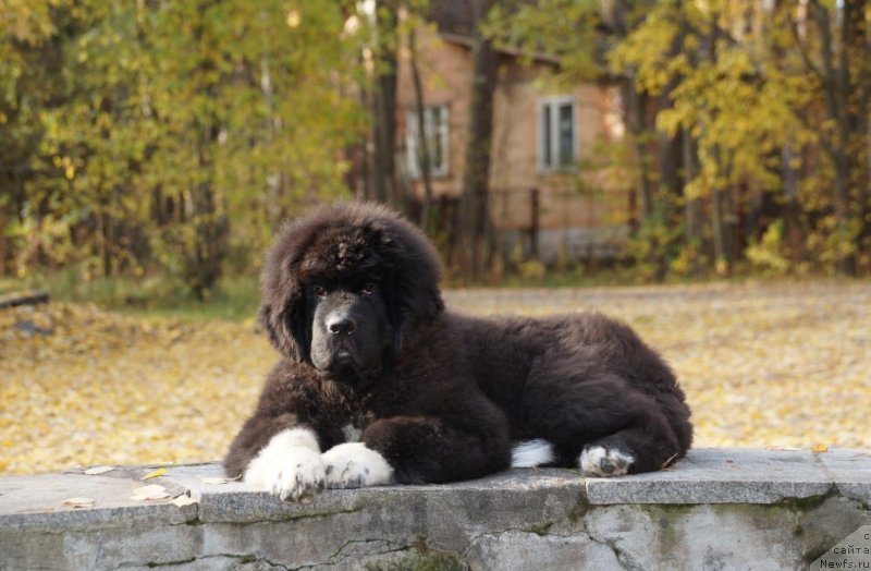 Фото: ньюфаундленд Piternyuf Omnia Vincet Amor (Питерньюф Омниа Винсет Амор)
