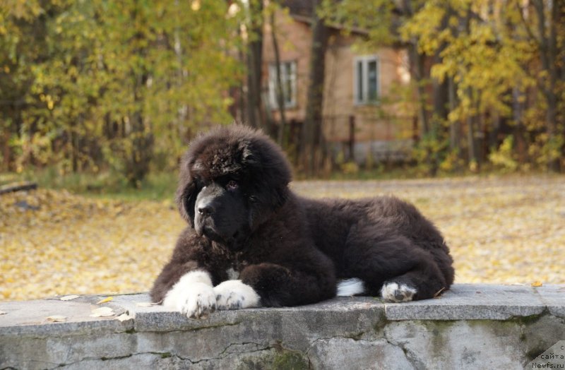Фото: ньюфаундленд Piternyuf Omnia Vincet Amor (Питерньюф Омниа Винсет Амор)