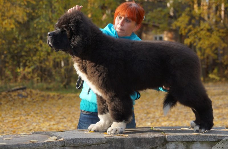 Фото: ньюфаундленд Piternyuf Omnia Vincet Amor (Питерньюф Омниа Винсет Амор)
