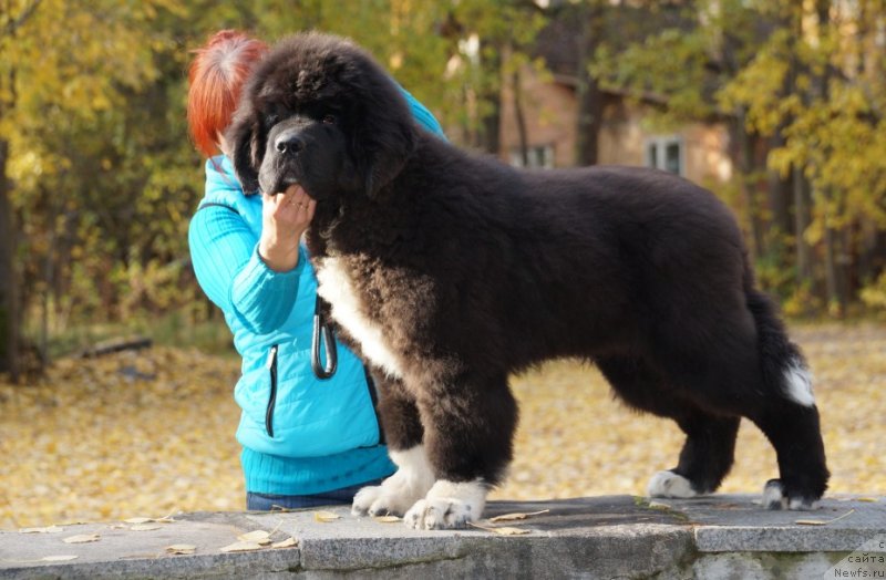 Фото: ньюфаундленд Piternyuf Omnia Vincet Amor (Питерньюф Омниа Винсет Амор)