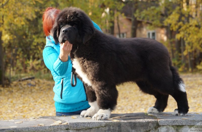 Фото: ньюфаундленд Piternyuf Omnia Vincet Amor (Питерньюф Омниа Винсет Амор)