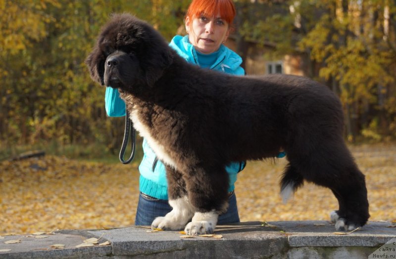 Фото: ньюфаундленд Piternyuf Omnia Vincet Amor (Питерньюф Омниа Винсет Амор)