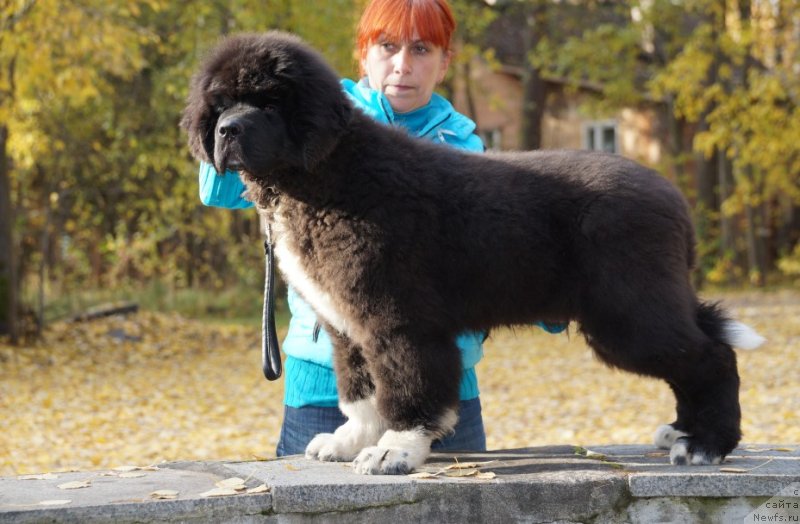 Фото: ньюфаундленд Piternyuf Omnia Vincet Amor (Питерньюф Омниа Винсет Амор)