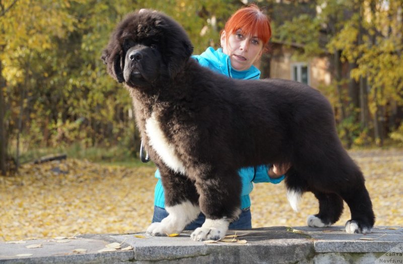 Фото: ньюфаундленд Piternyuf Omnia Vincet Amor (Питерньюф Омниа Винсет Амор)