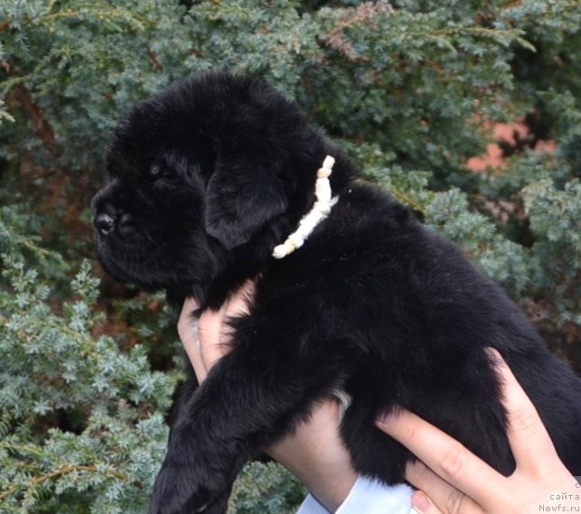 Фото: Мальчик бел.вер.