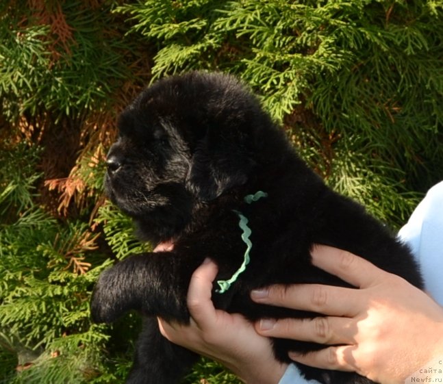 Фото: Мальчик зел.тес.