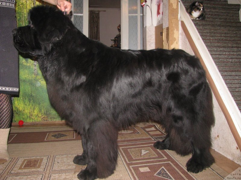 Фотография № 136468