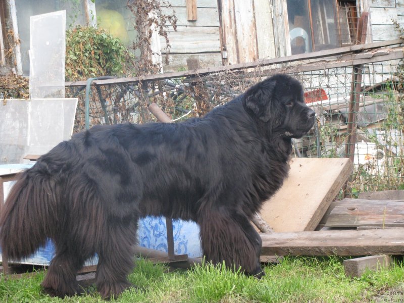 Фотография № 136471