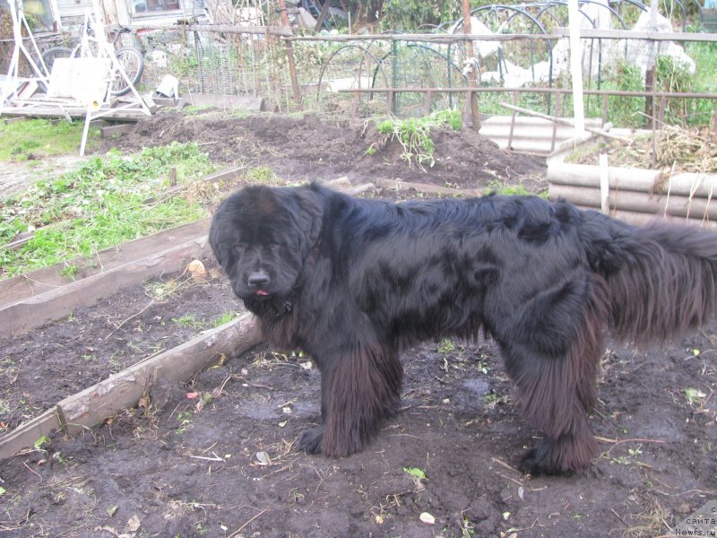 Фотография № 136472