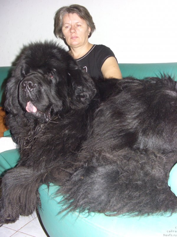 Фото: ньюфаундленд Baloven' Sud'byi (Баловень Судьбы), Svetlana Permyakova (Светлана Пермякова)