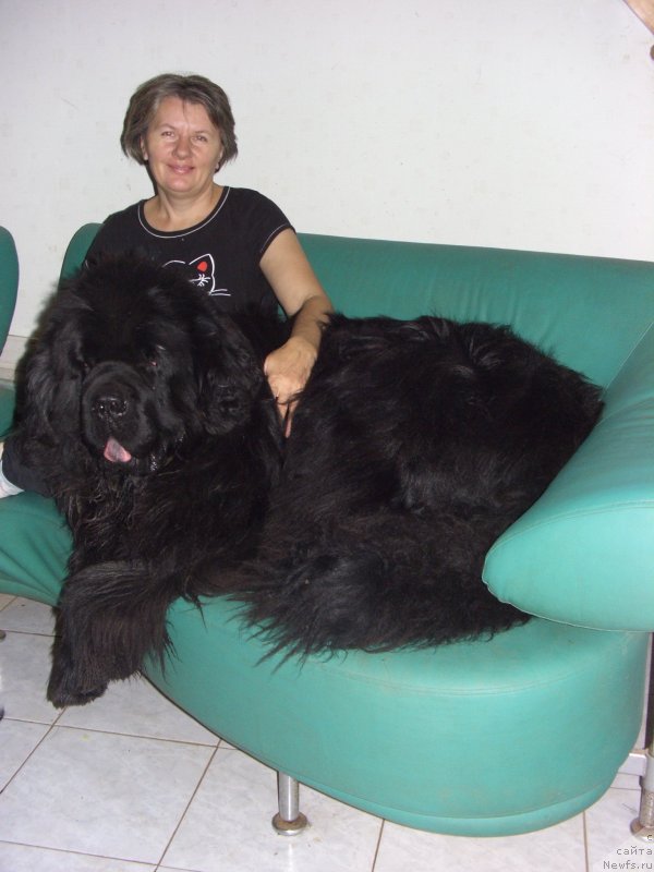 Фото: ньюфаундленд Baloven' Sud'byi (Баловень Судьбы), Svetlana Permyakova (Светлана Пермякова)