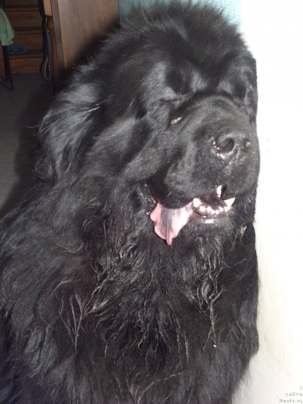 Фото: ньюфаундленд Baloven' Sud'byi (Баловень Судьбы)