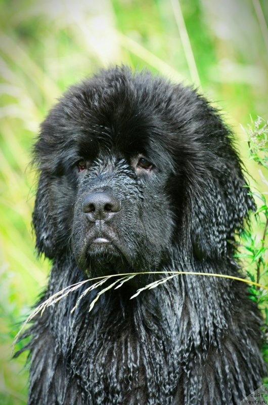 Фото: ньюфаундленд Safari SHamba Klimovna (Сафари Шамба Климовна)