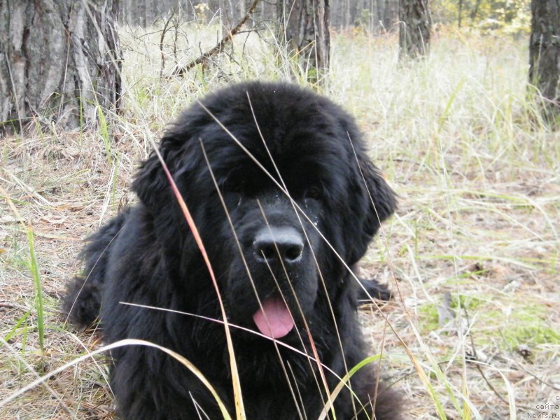 Фотография № 136488