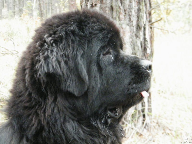 Фотография № 136489