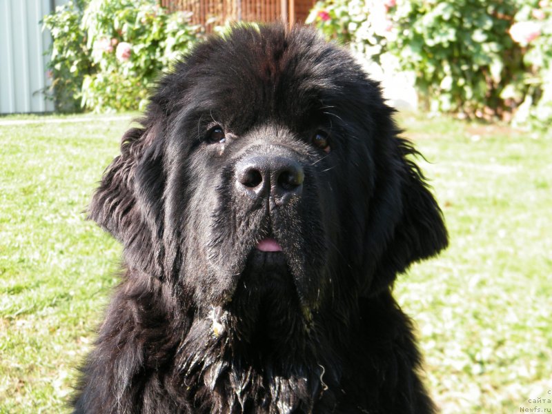 Фото: ньюфаундленд Аlpha Tauri Dinastiya Soverchenstva (Альфа Таури Династия Совершенства)